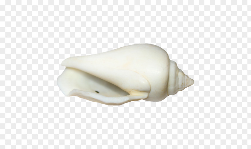 A Conch Happy Birthday To You Wallpaper PNG