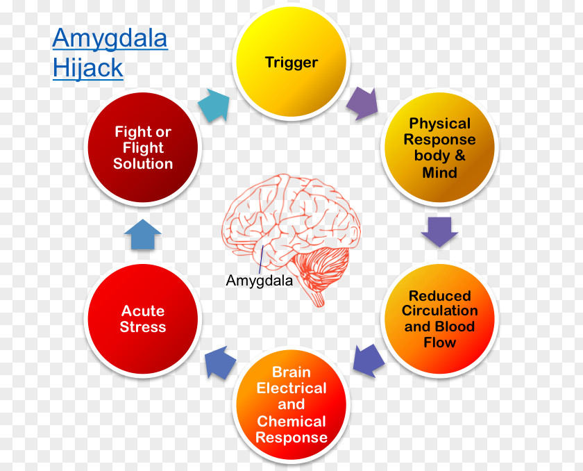 Amygdala Hijack Reflective Practice Intern Learning Professional Development PNG