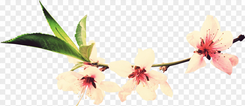 Cherry Blossom Salon Tsentr Krasoty Mane Master Tat'yana Manicure Cosmetology Flower PNG