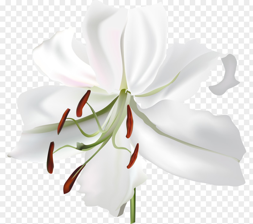 Flower Lilium White Botanical Illustration PNG