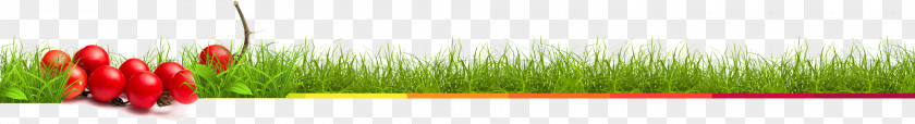 Juice Up Wheatgrass Desktop Wallpaper Energy Close-up Computer PNG