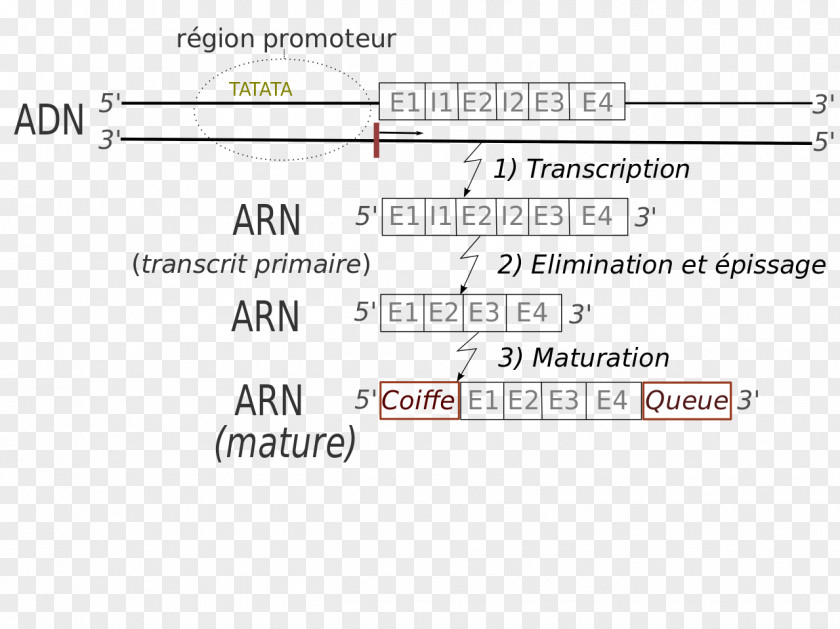 Line Document Angle Brand PNG