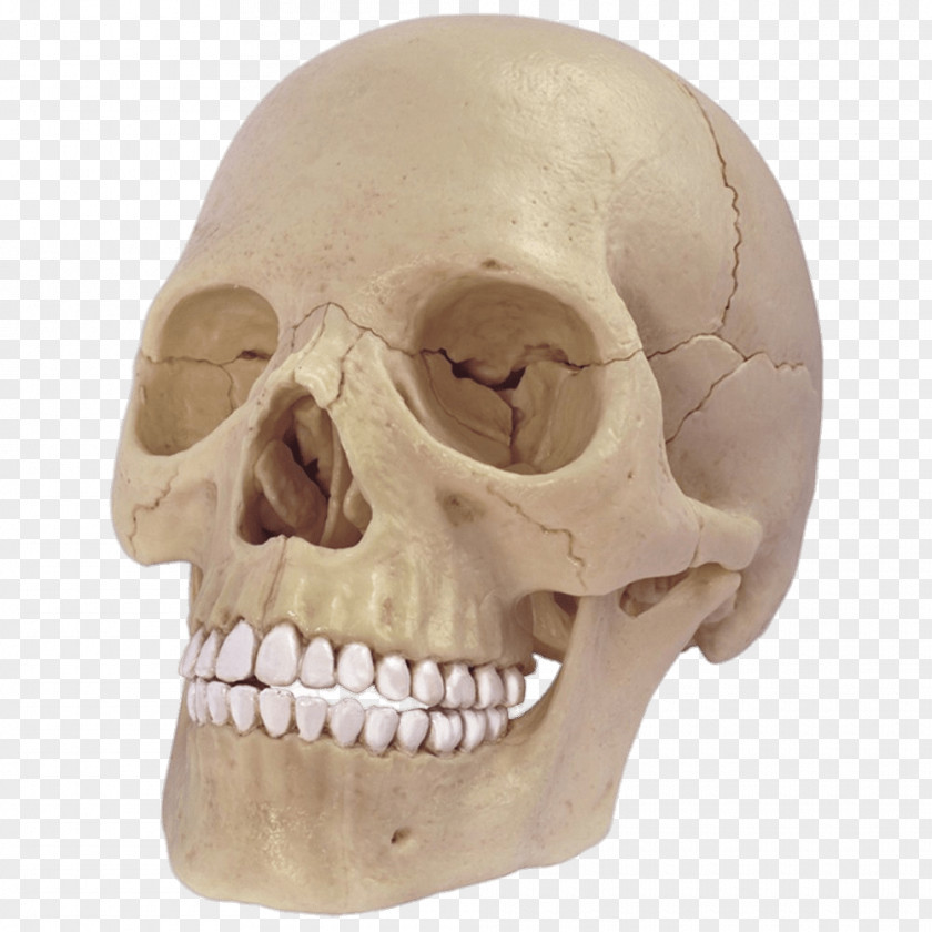 Skull Anatomy Human Body Skeleton Head PNG
