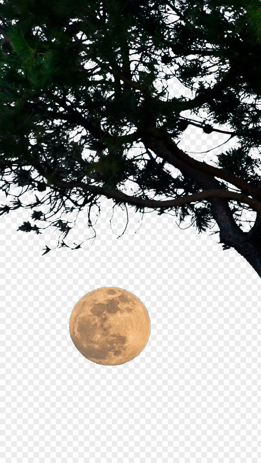 Tree Moon Download Wallpaper PNG