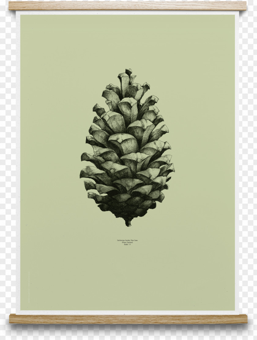 Design Coulter Pine Conifer Cone Paper Collective Nature 1:1 Poster PNG