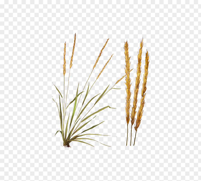 Feather Grass Reed Emmer Common Nature Hills Nursery Cereal PNG