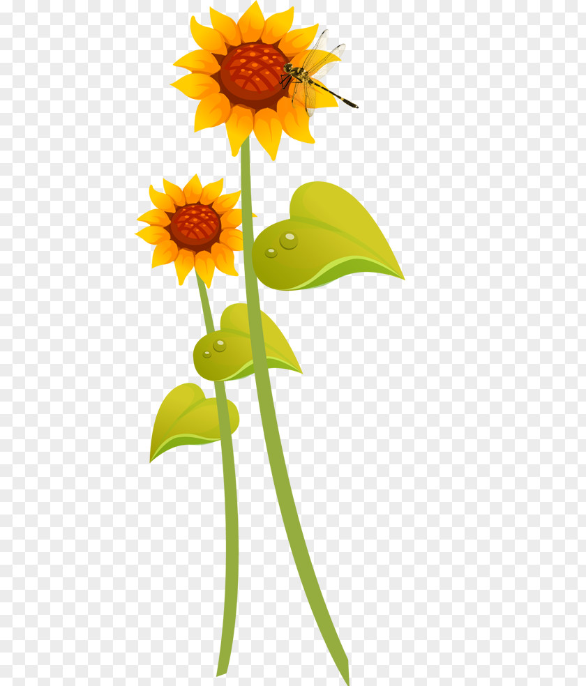 Hand-painted Sunflower Common Cartoon Illustration PNG