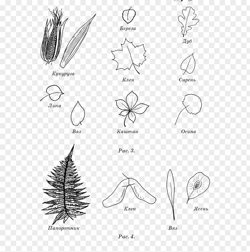 Sketch Drawing Photography Ash Leaf PNG