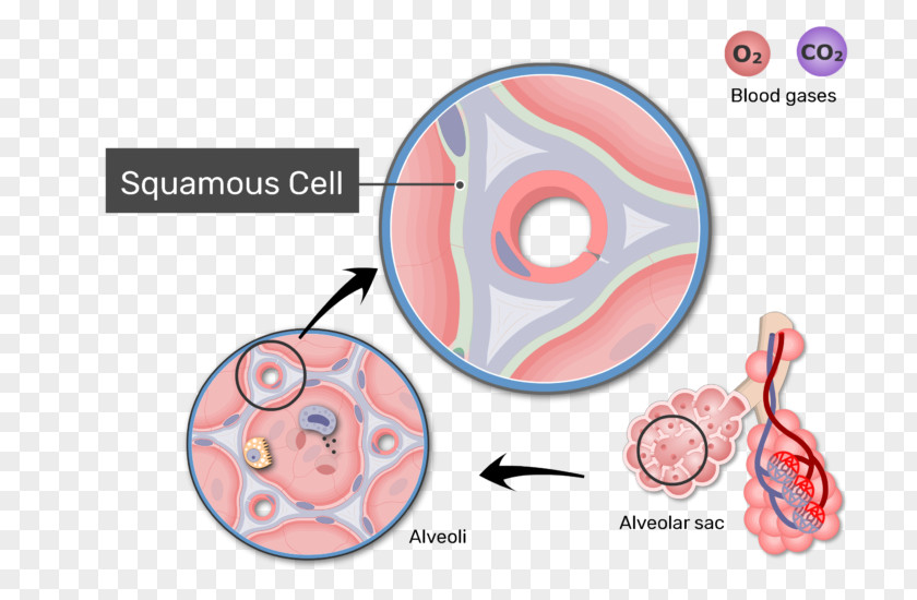 Spiny Cell Body Pulmonary Alveolus Gas Exchange Respiratory System Blood–air Barrier Membrane PNG