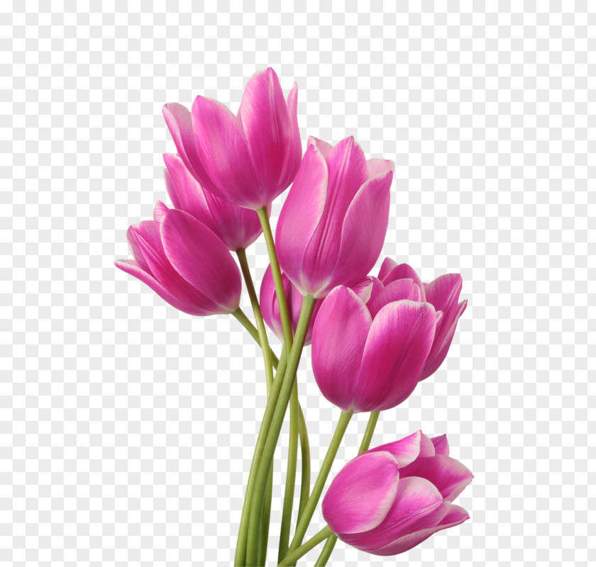 Tulip Flower Bouquet Fototapet Garden Roses PNG