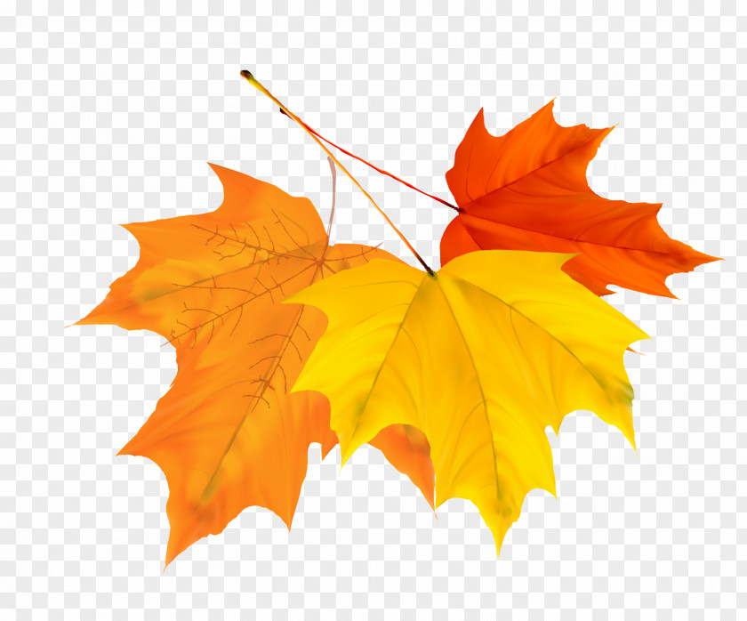 Colorful Autumn Leaves Design Vector Material Qiufen Leaf Solar Term PNG