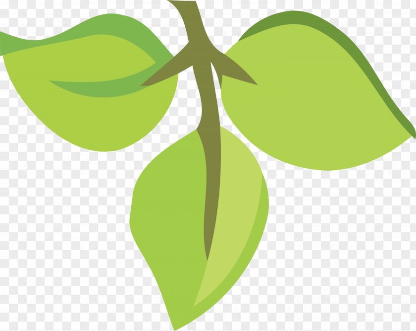 Leaf Plant Stem Green Flora Text PNG