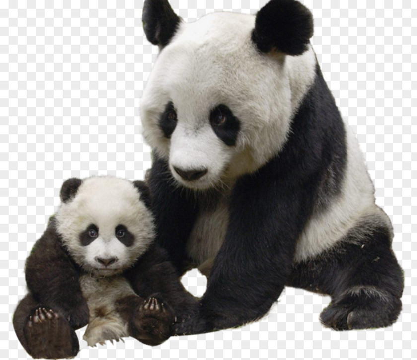 Mother Panda Chengdu Research Base Of Giant Breeding Polar Bear Red PNG