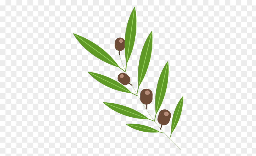 Olive Leaf Clip Art PNG