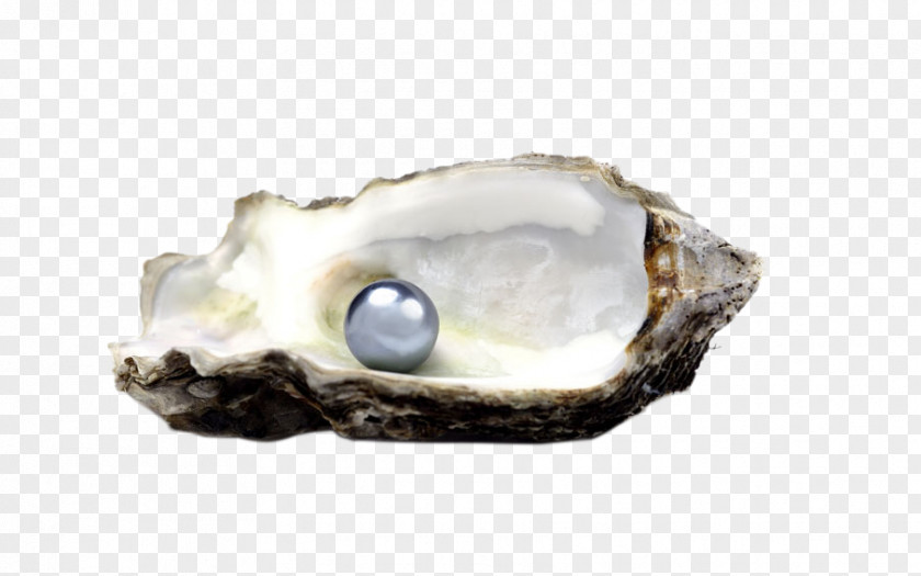 Pearl Shell Oyster Tahitian Seashell Pinctada PNG