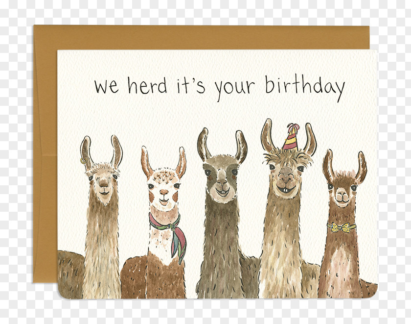 Birthday Llama Greeting & Note Cards Alpaca Gift PNG