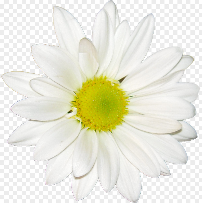 Flower Common Daisy Desktop Wallpaper Oxeye Chamomile PNG