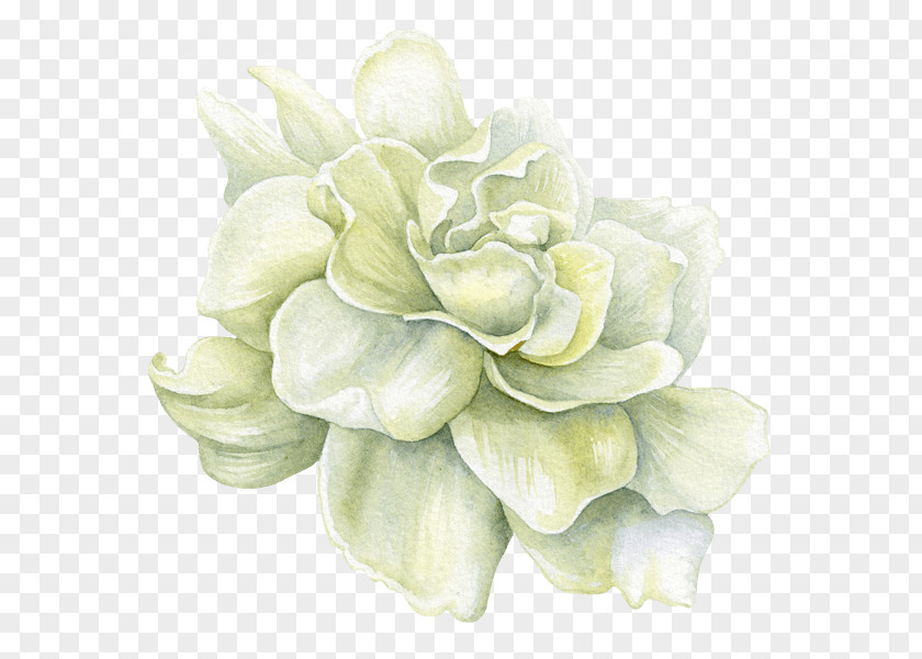 Gardena Flower Image Painting Illustration PNG