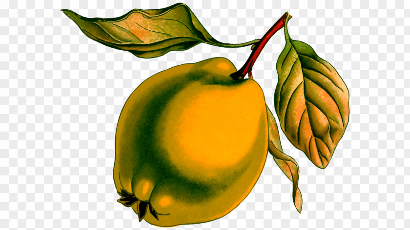 Pear Clip Art Image Quince Drawing PNG