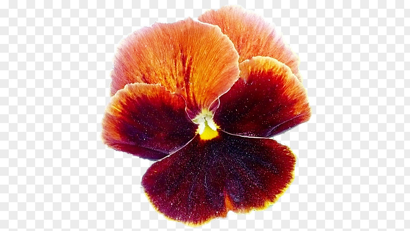 Violet Pansy Close-up PNG