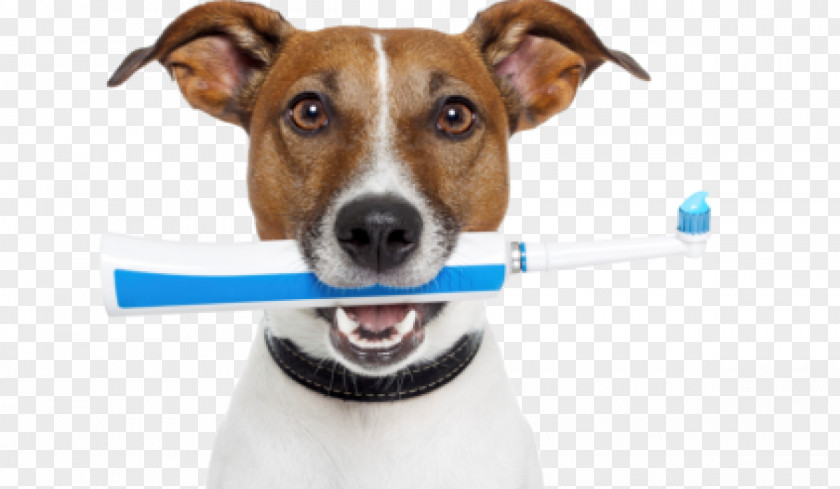 Dog Teeth Cleaning Veterinarian Veterinary Dentistry Pet PNG