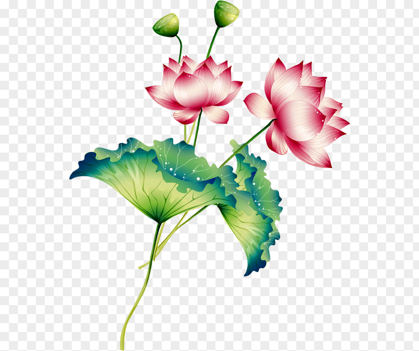 Lotus Pictures Nelumbo Nucifera Clip Art PNG