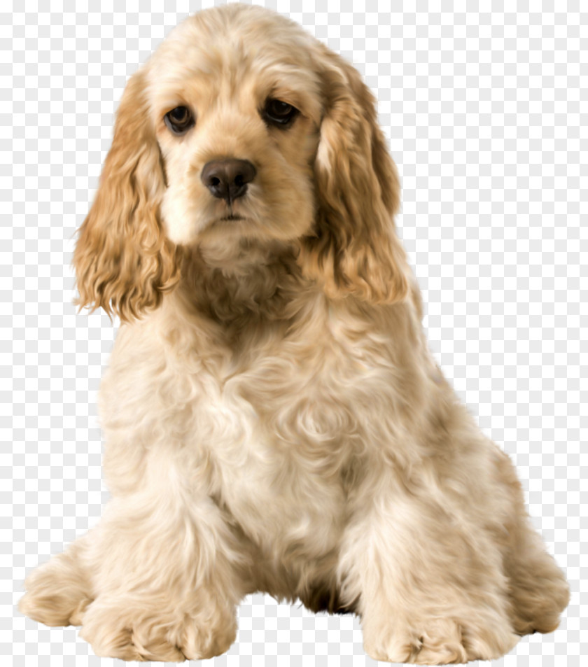 Puppy American Cocker Spaniel Field English Sussex Cockapoo PNG