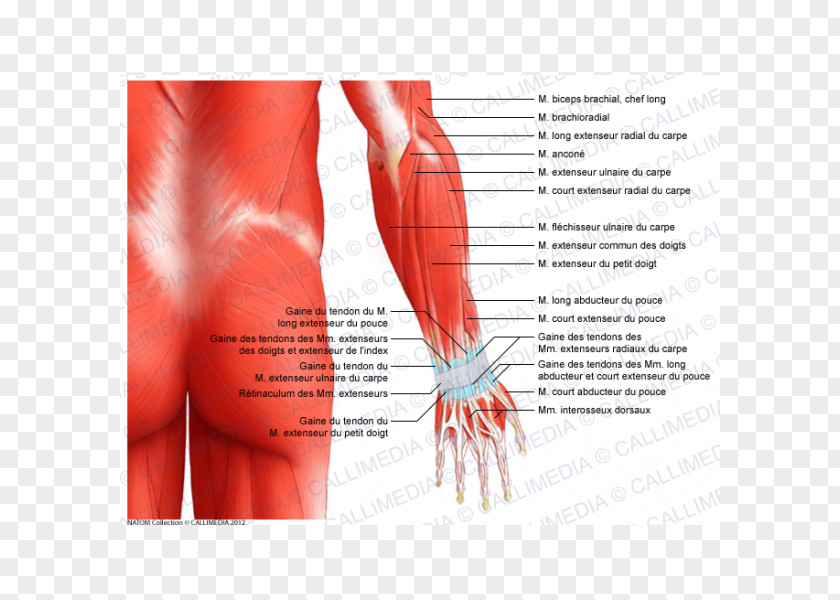 Arm Forearm Muscle Elbow Anatomy Muscular System PNG