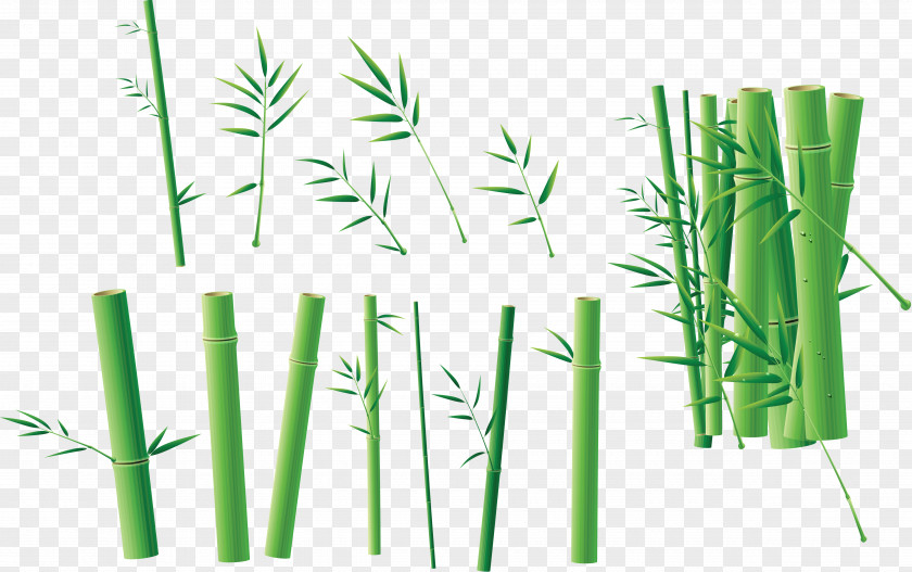 Bamboo Four Gentlemen Bamboe Green PNG
