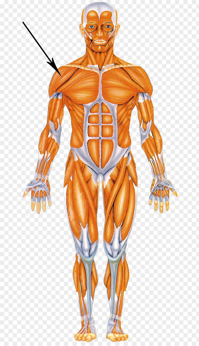 Human Body Muscular System Muscle Anatomy Homo Sapiens PNG