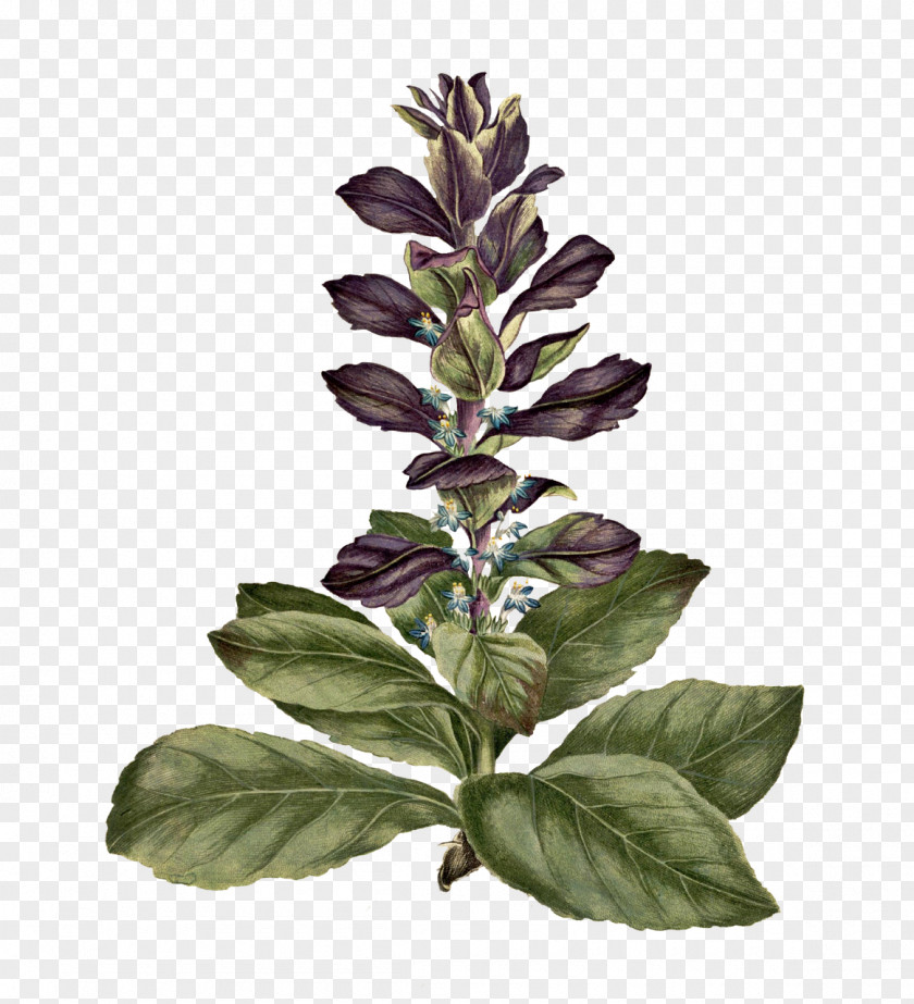 Plant Stem Basil Leaf Herbal Medicine Plants PNG