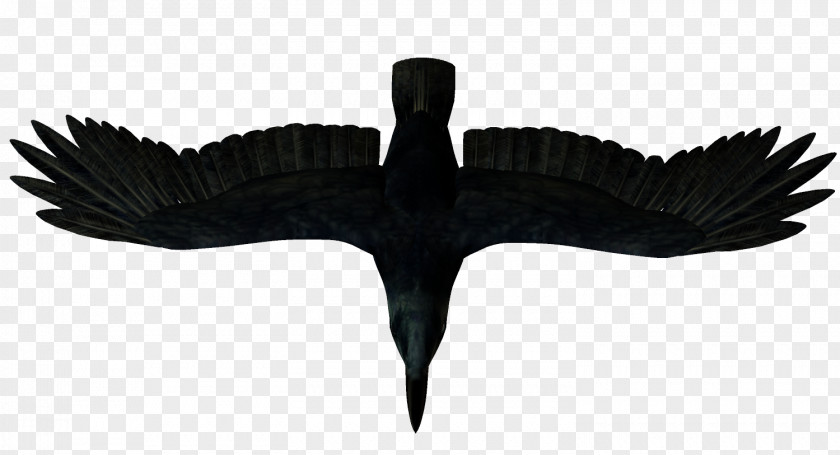 Bird Crows Clip Art PNG