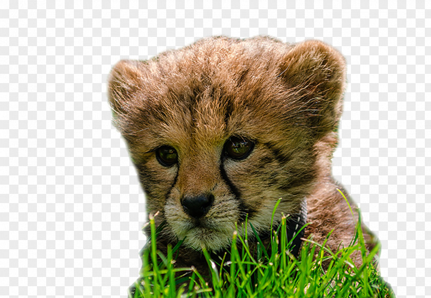 Cheetah Cubs Lion National Zoo & Aquarium Image PNG