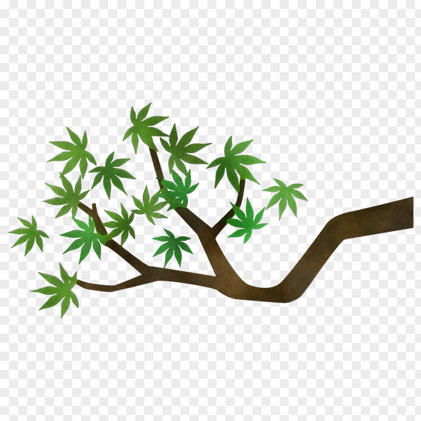 Maple Branch Leaves Tree PNG