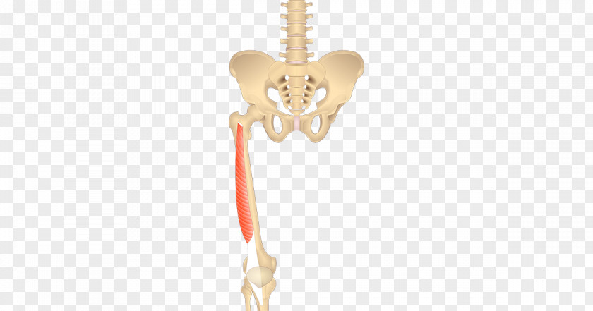 Muscle Legs Vastus Lateralis Medialis Anatomy Origin PNG