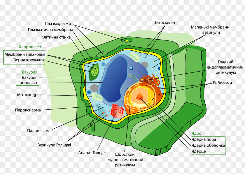 Plant Cell Wall Organelle PNG