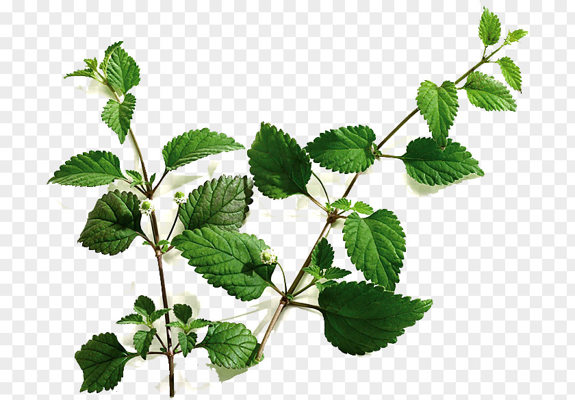Sugar Phyla Dulcis Stevia Substitute Sweet Leaf PNG
