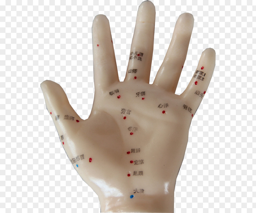 Acupoints Hand Model Glove Finger Thumb PNG