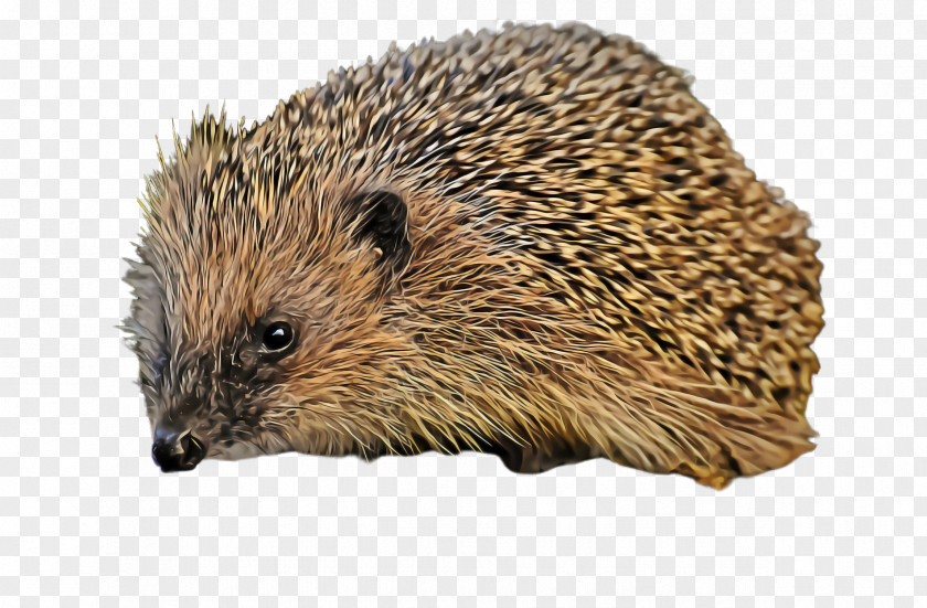 Fawn Mouse Erinaceidae Hedgehog Domesticated Porcupine New World PNG