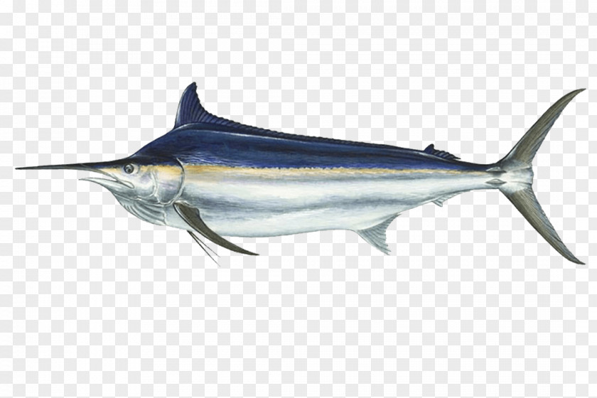 Fishing International Game Fish Association Black Marlin Atlantic Blue PNG