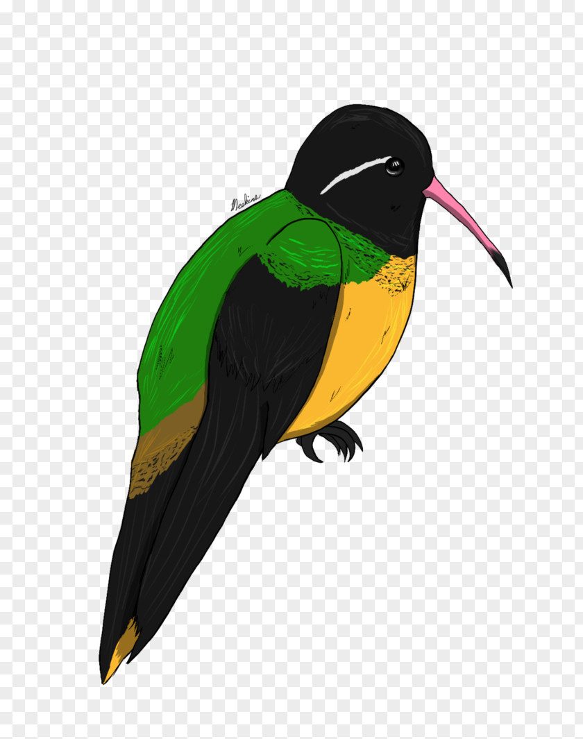 Hummingbird Bird Parrot Beak Toucan Piciformes PNG