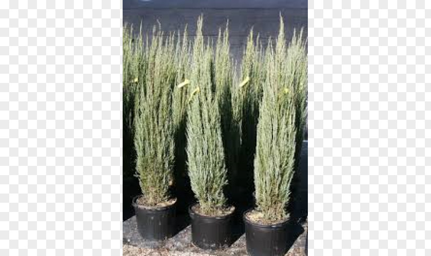 Juniperus Scopulorum English Yew Rocky Mountain Juniper Grasses Spruce Flowerpot PNG