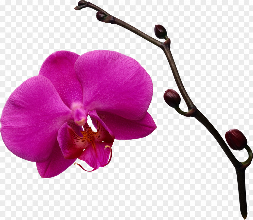 Orchid Orchids Flower Boat Clip Art PNG