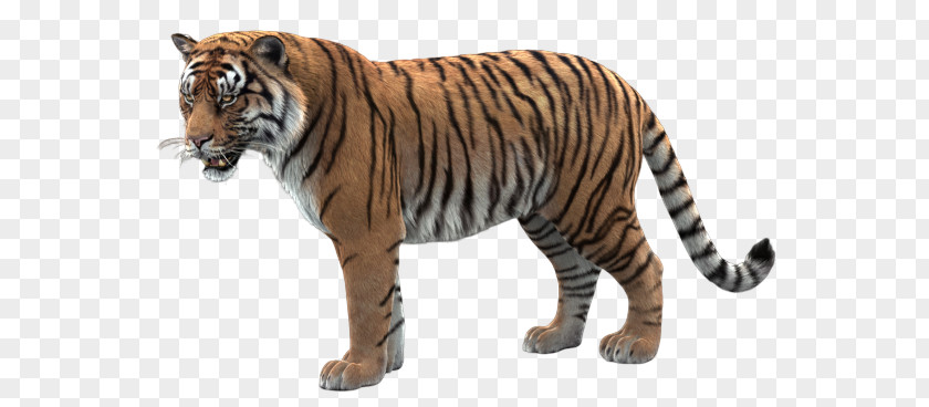 Tiger Wildlife Bengal Animal Figure Siberian PNG