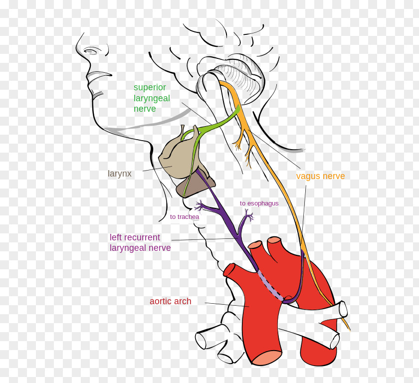 Auriculotemporal Nerve Vagus Recurrent Laryngeal Larynx Superior PNG