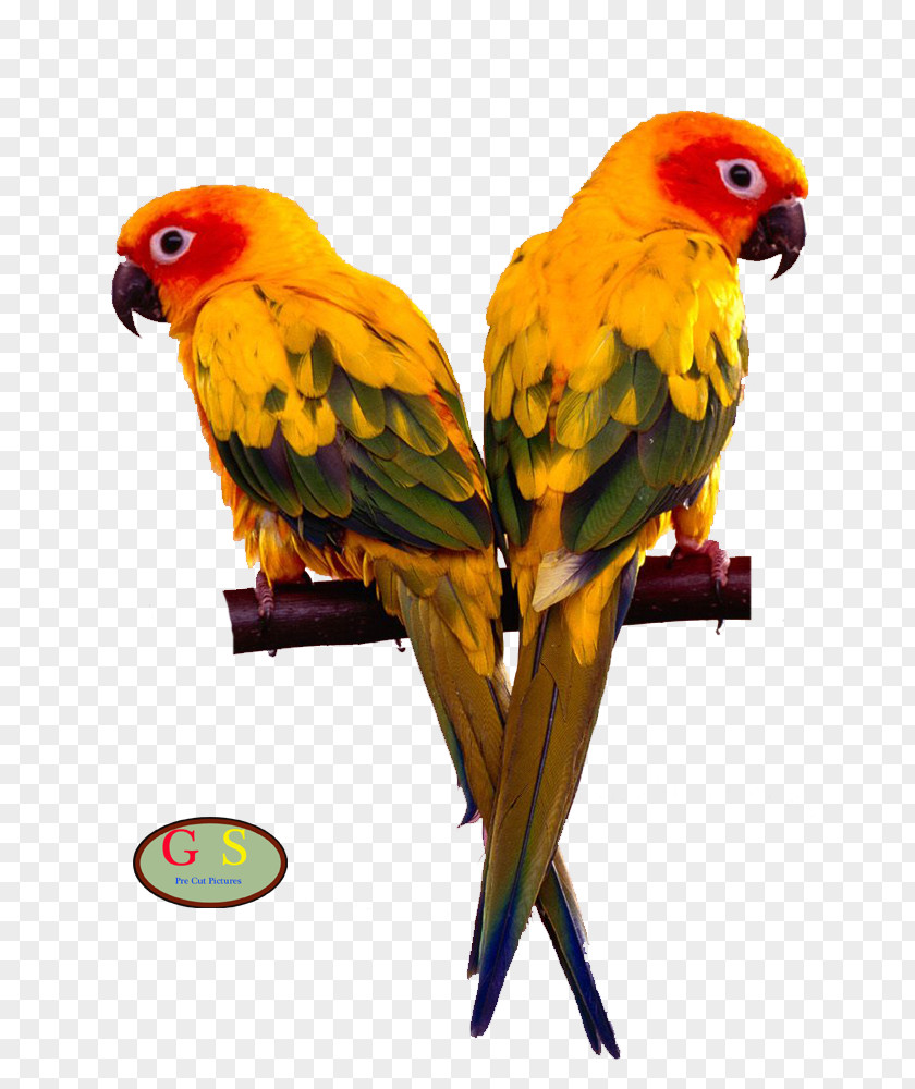 Bird Cockatiel Budgerigar Cage Monk Parakeet PNG