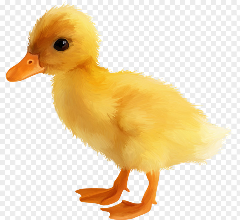 Cute Little Yellow Duck PNG
