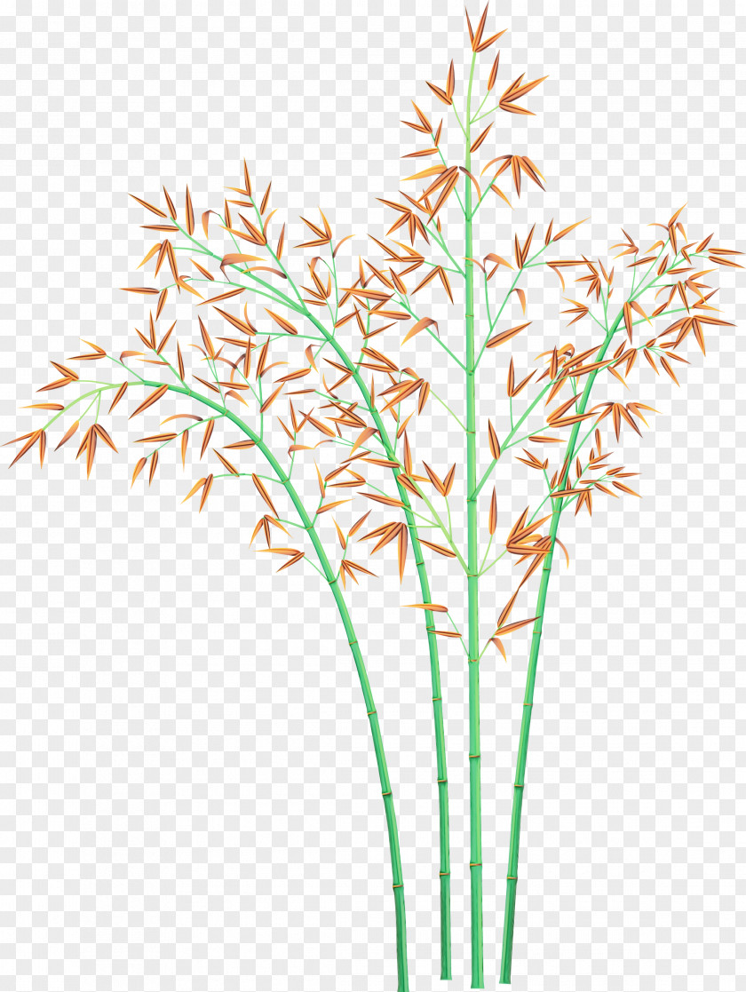 Grass Plant Flower Family Stem PNG
