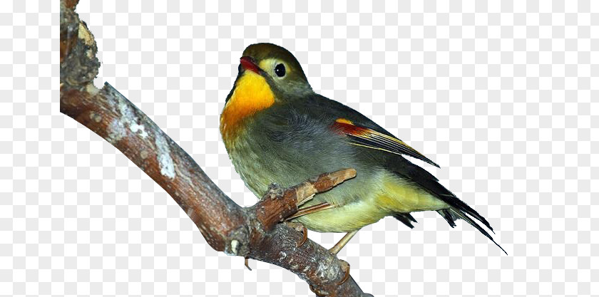 Singing Lark Bird Finch PNG