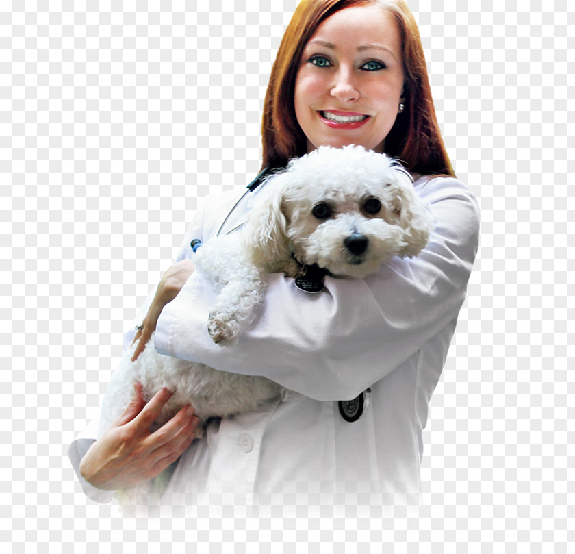 Veterinary Doctor Cavachon Cockapoo Schnoodle Puppy Havanese Dog PNG